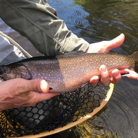 Rangeley Region Fishing Report - May 7 2022 - Rangeley Region Sports Shop