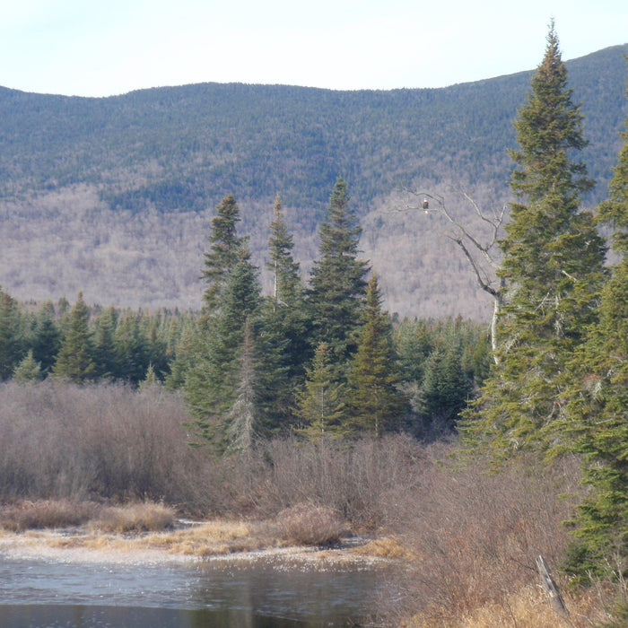 Kennebago Mtn in Rangeley Maine