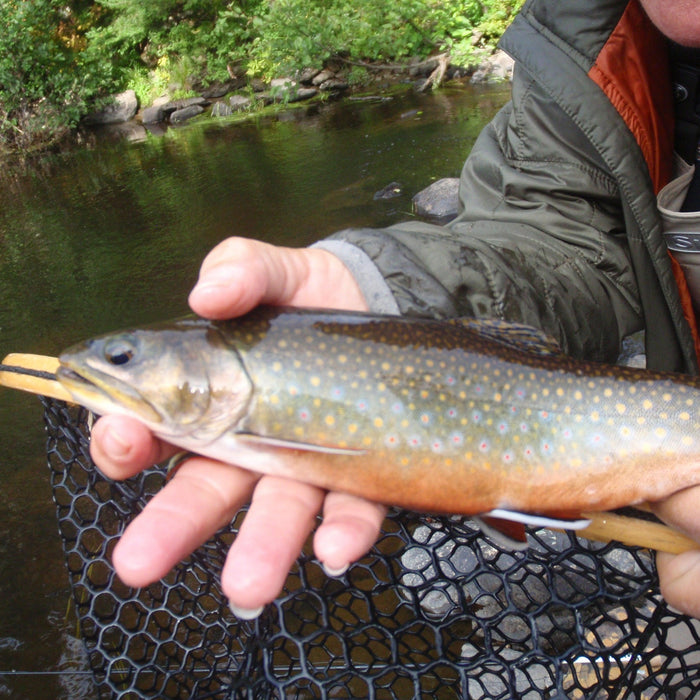 brrokie at a maine fly shop