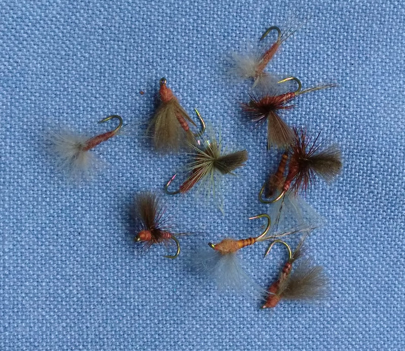 mahogany duns at a Maine fly shop 