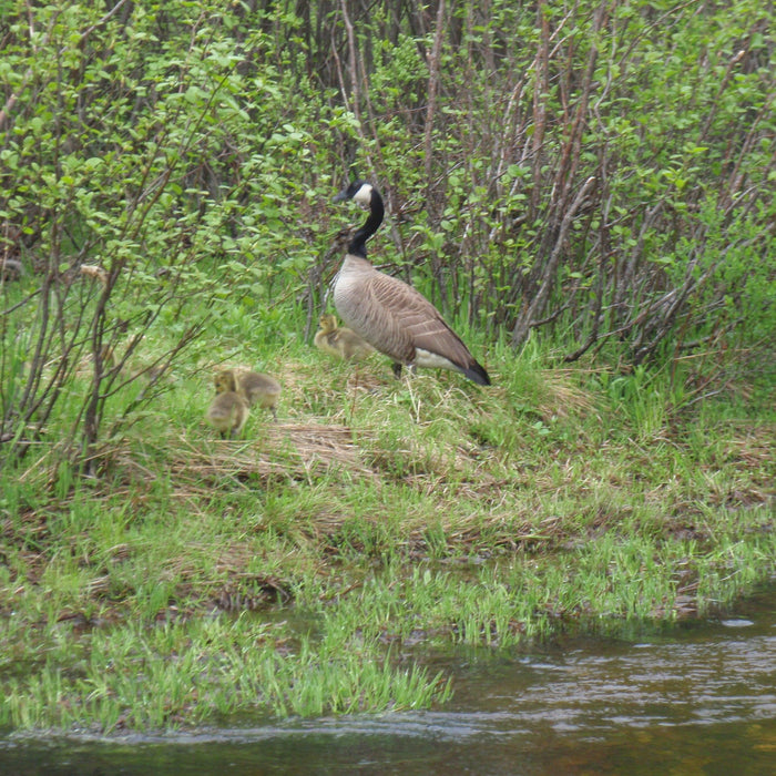 geese seen while maine fly fishing