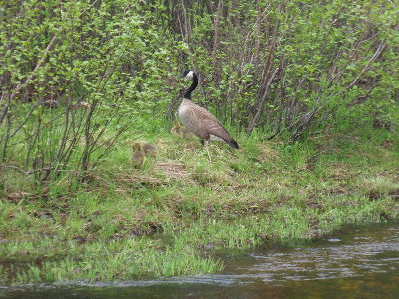 geese seen while maine fly fishing