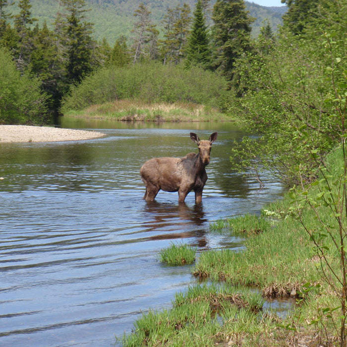 moose on the kennebago river while doing some maine fly fishing