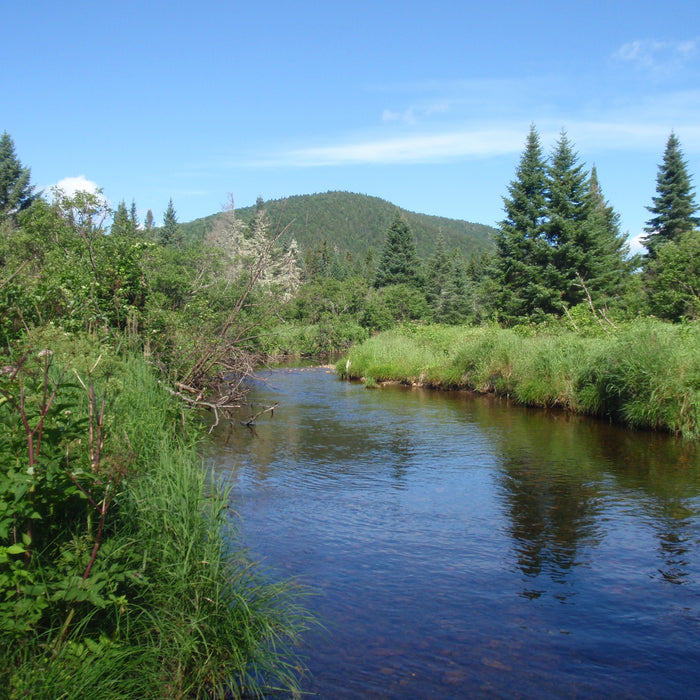 Rangeley Region Fishing Report - July 4 2024