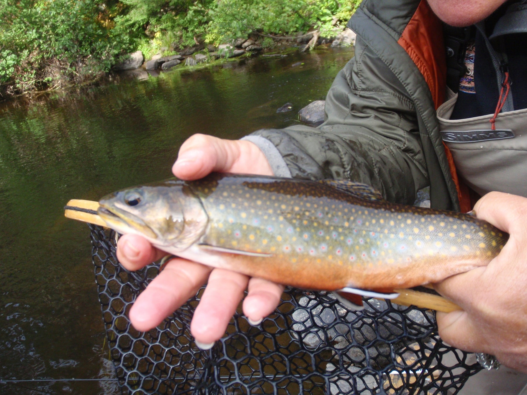 Rangeley Region  Fishing Report - August 30 2024