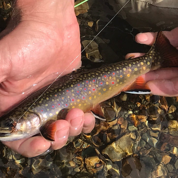 native brook trout from a small stream in rangeley maine
