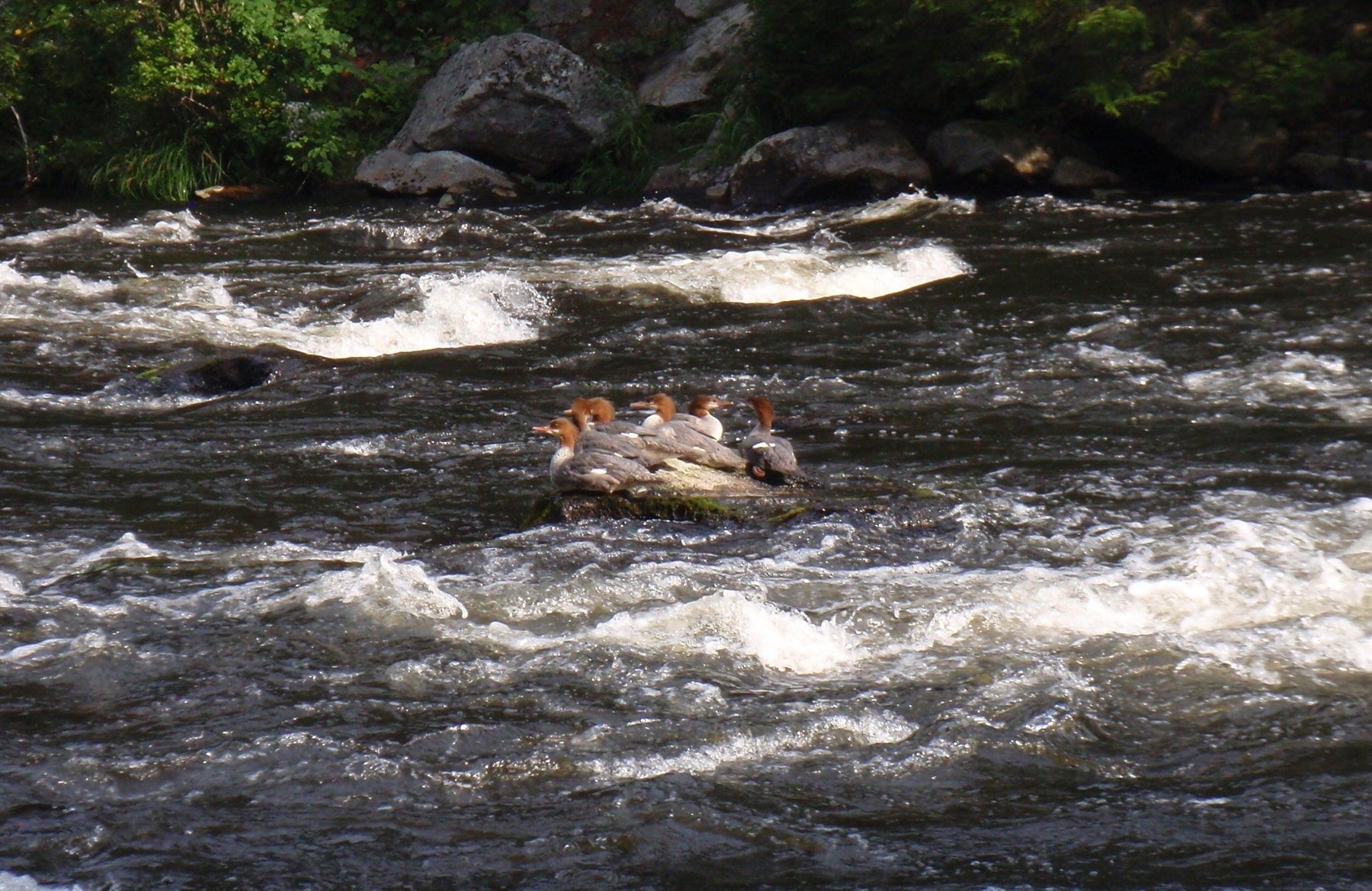 ducks in the magalloway river seen while maine fly fishing