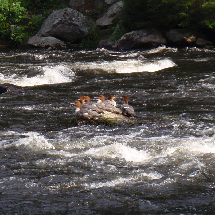 ducks in the magalloway river seen while maine fly fishing