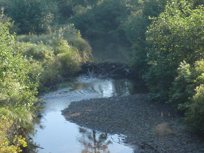 small stream in rangeley maine