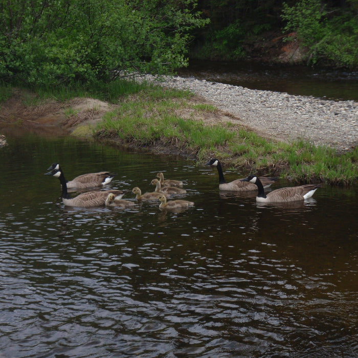 Fishing Report - June 27 2019 - Rangeley Region Sports Shop