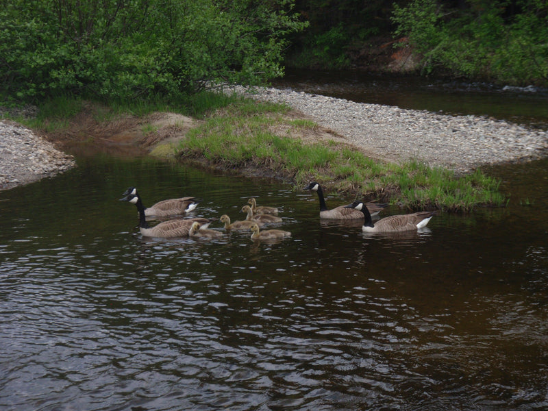 Fishing Report - June 27 2019 - Rangeley Region Sports Shop