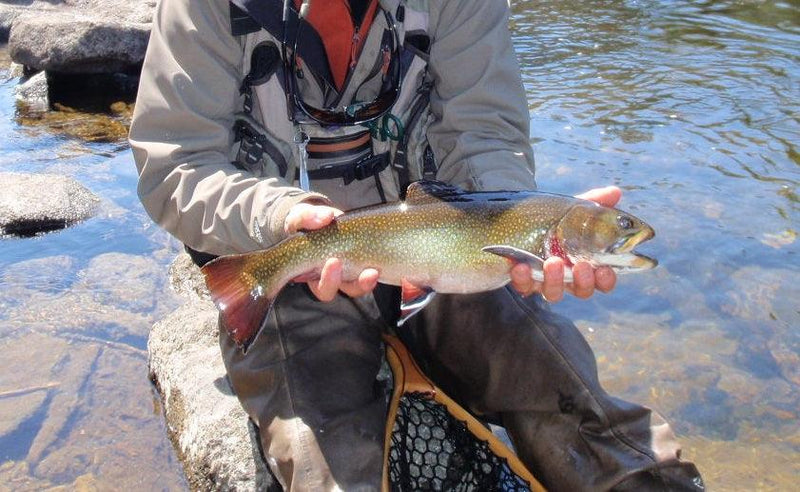 Fishing Report - May 3 2018 - Rangeley Region Sports Shop