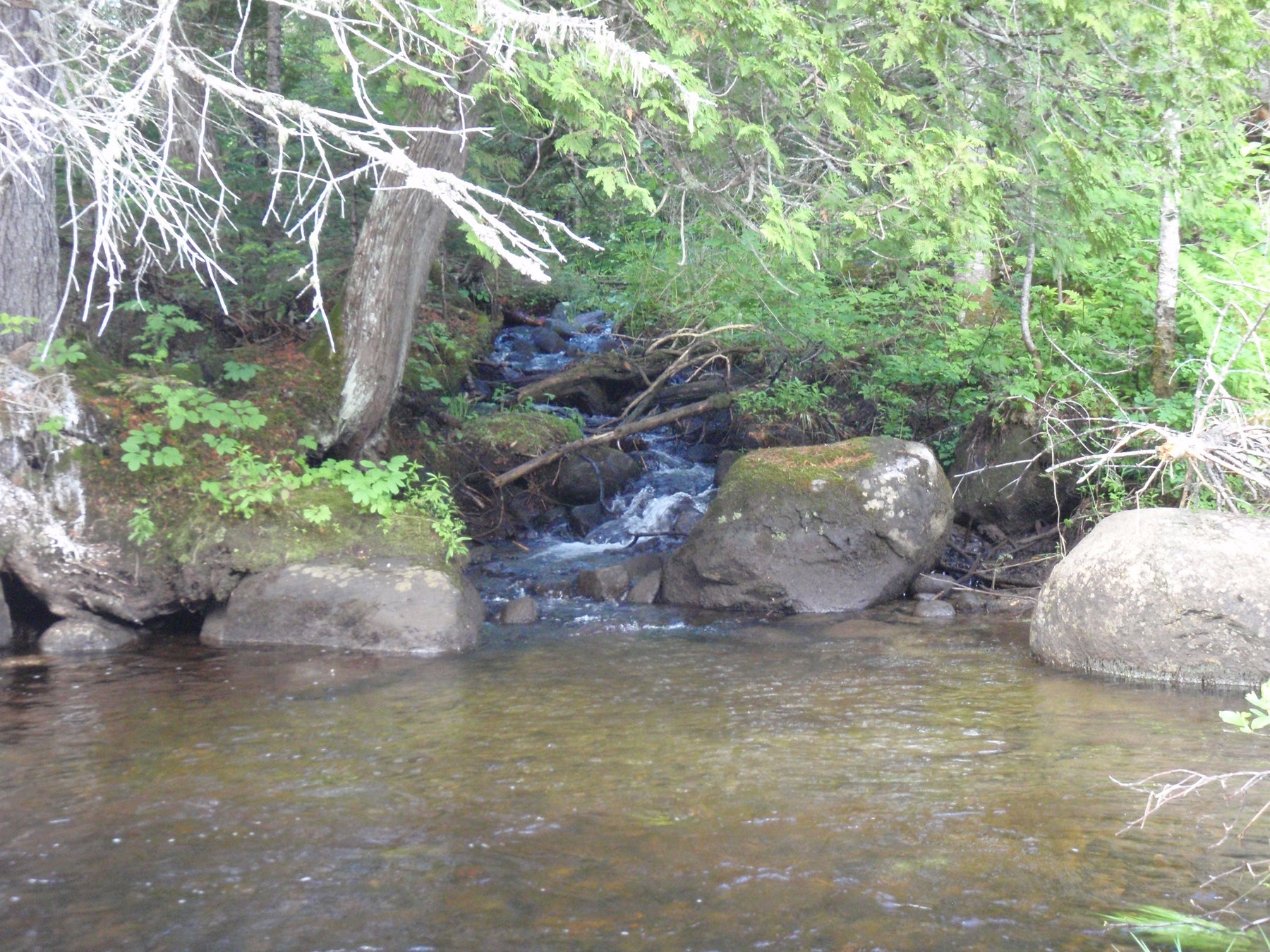 Rangeley Region Fishing Report - June 19 2025
