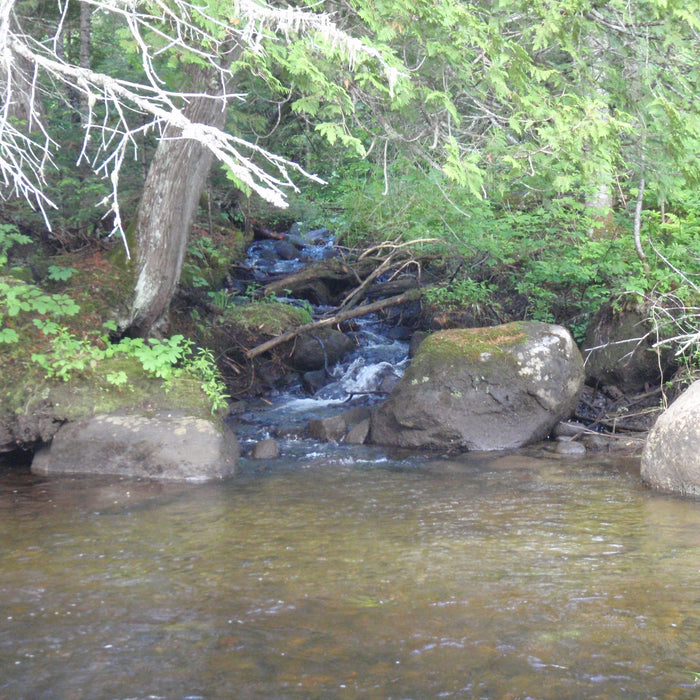 Rangeley Region Fishing Report - June 19 2025
