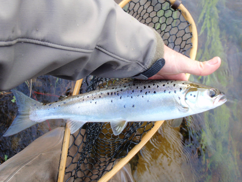 Rangeley Region Fishing Report - Sept. 16, 2021