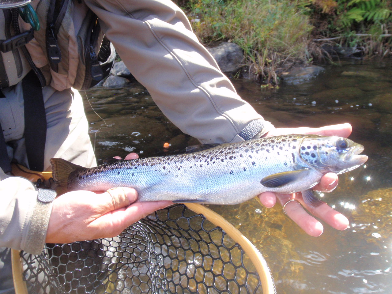 Rangeley Region Fishing Report - May 14 2026