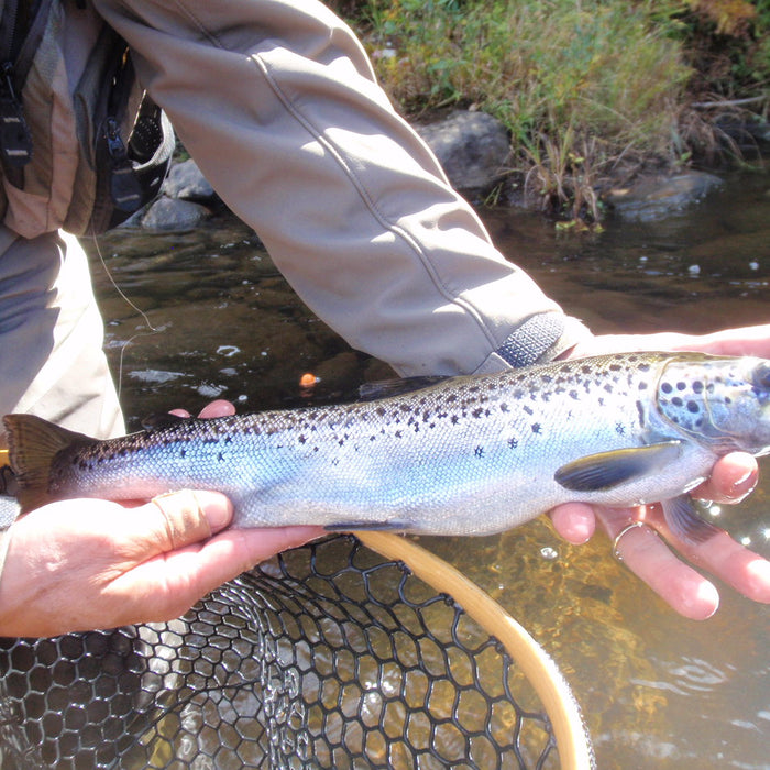 Rangeley Region Fishing Report - May 14 2026