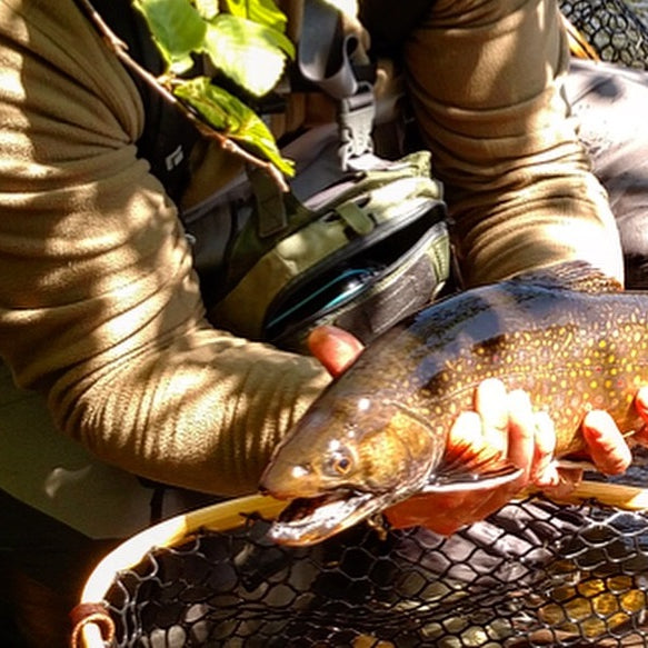 a large native brook trout from the magalloway river while doing some maine fly fishing