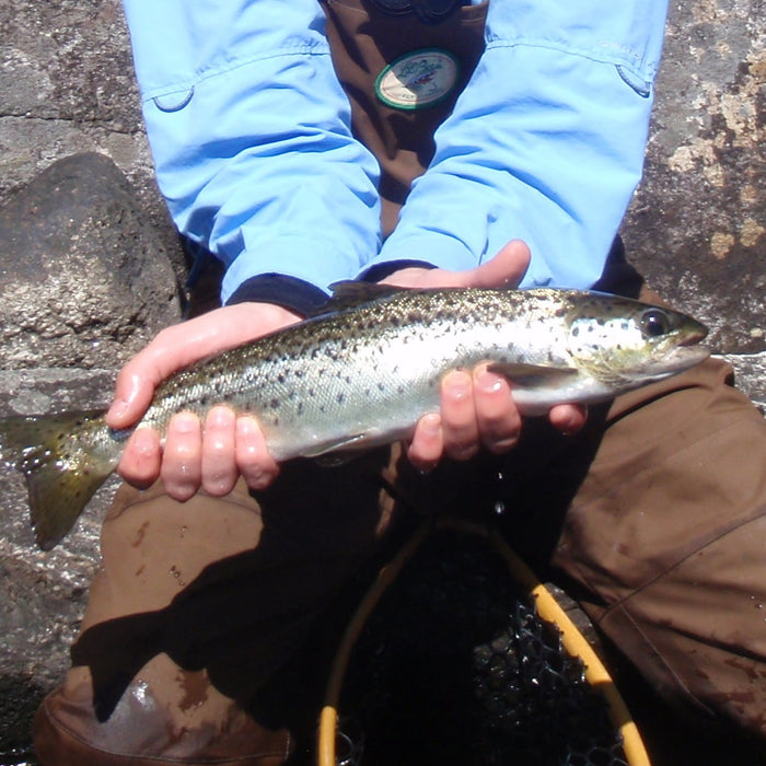 magalloway river landlocked salmon from the maine fly shopp