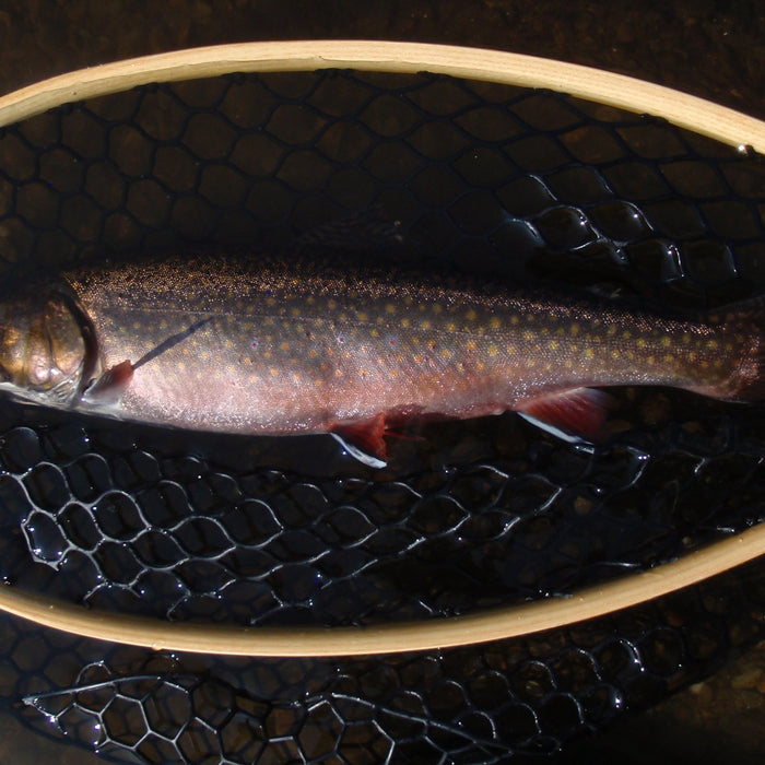 trout at rangeley fly shop