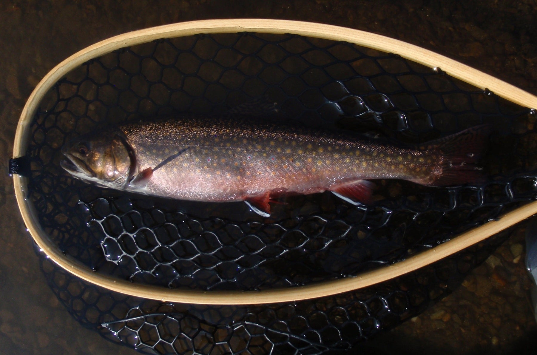 Rangeley Region Fishing Report Coming May 7 2026