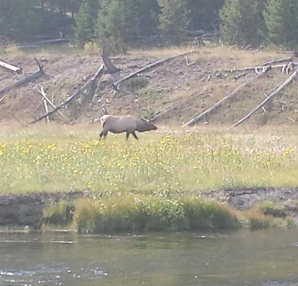 elk in blog from a maine fly shop