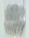 silver pheasant feathers