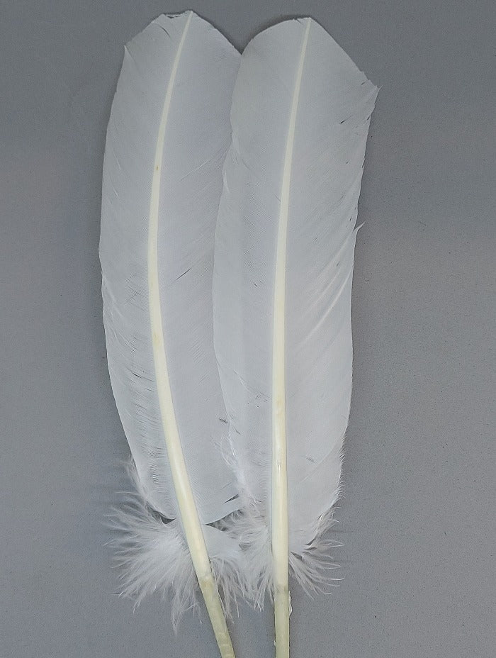 White turkey feathers, two long plumes with soft fringe at tips.