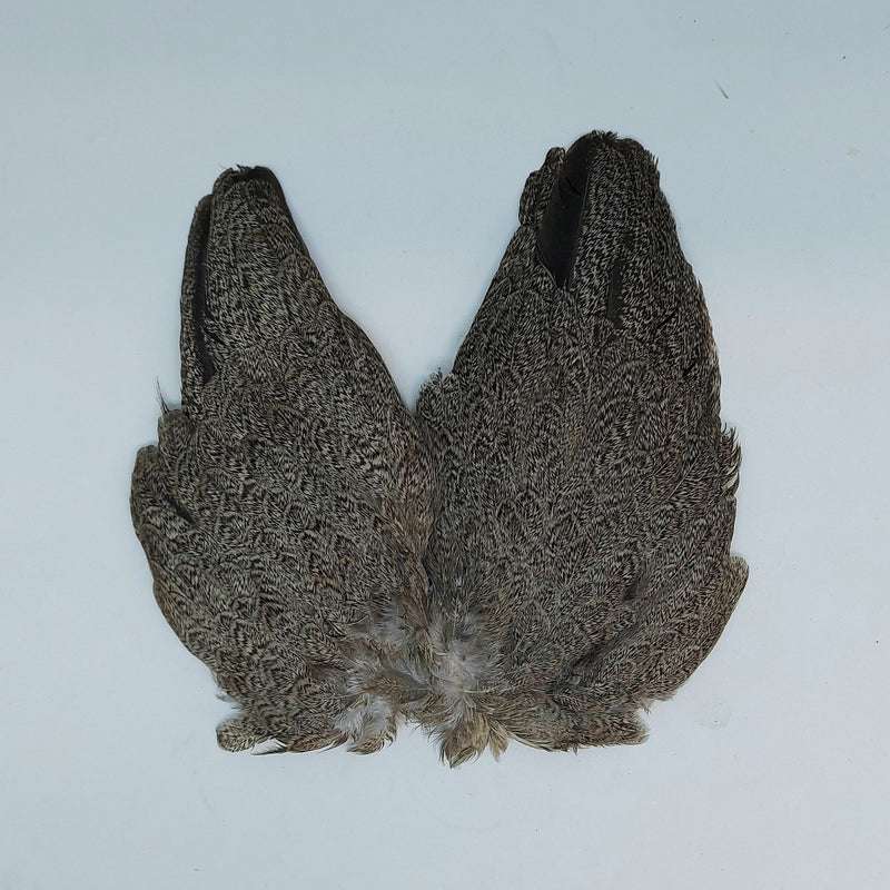 Brahma hen wing set, two gray feathered wings with textured plumage