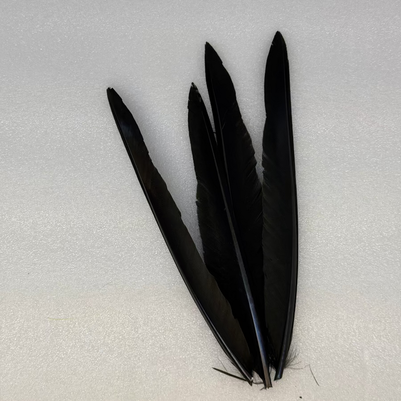 Duck quills bundle in black feather quills