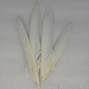 Duck quills bundle in white feather quills with pale shafts