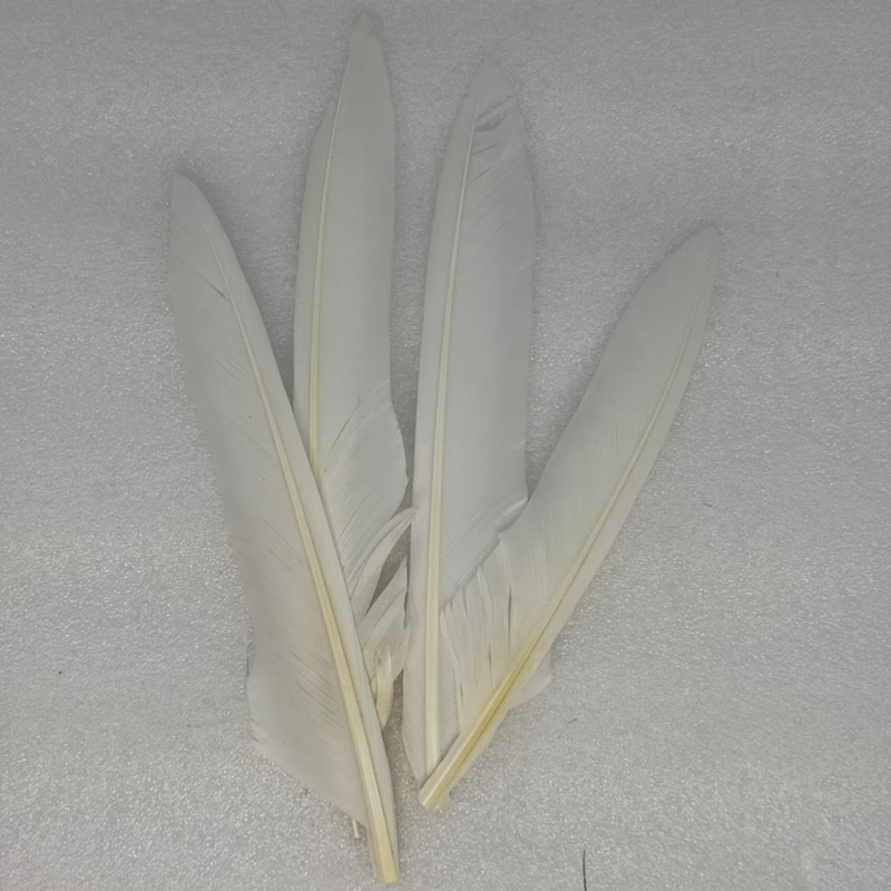 Duck quills bundle in white feather quills with pale shafts