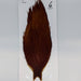 sideling hill hackle grade 2 brown cape