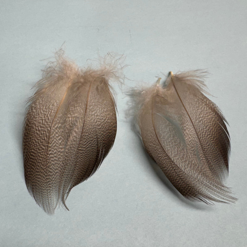 Pair of bronze mallard feathers in tan and brown, soft plume texture