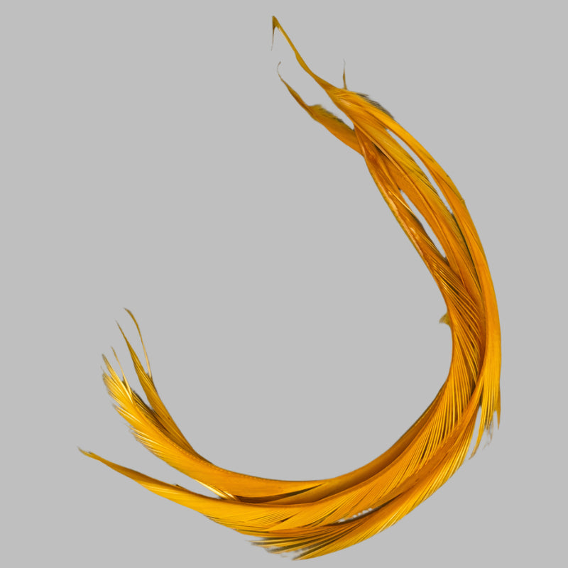 Biot feathers in golden yellow