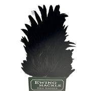 Ewing hen saddle black feathers cluster