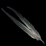 Pheasant tail feathers in dark gray with subtle iridescent green highlights