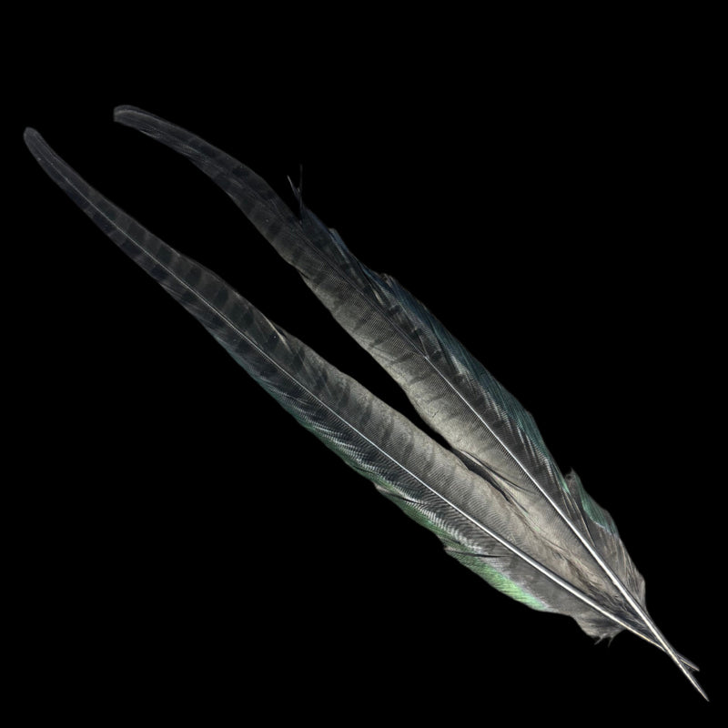Pheasant tail feathers in dark gray with subtle iridescent green highlights