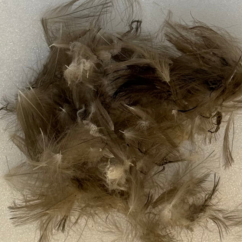 Brown C.D.C. feather fibers, loose pile for fly tying