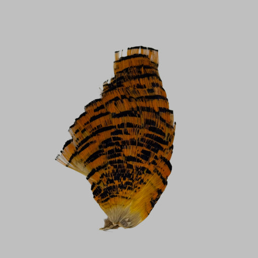 Golden pheasant orange and black patterned tippet neck w/white background