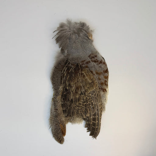 half skin of feathered partridge