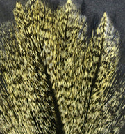 Speckled yellow and black feathers with fine barbs, close-up