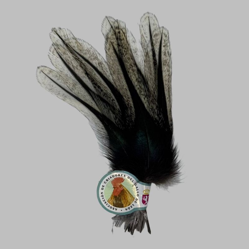 Dark gray and black rooster feathers bundle with long wing plumes