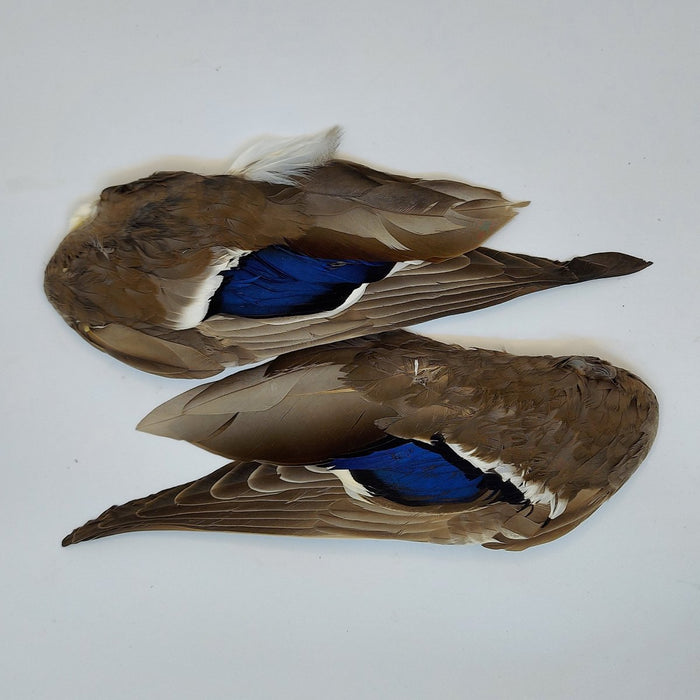 a pair of natural duck wings