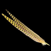 Pheasant tail feathers in pale golden yellow with black dot pattern and wispy tips