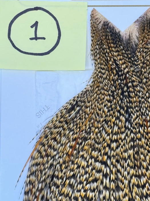 Whiting Farms Heritage Hackle Cape - Grade 1 - Rangeley Region