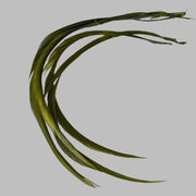 Biot feathers in olive green