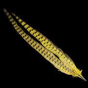 Pheasant tail feathers in bright golden yellow with black dot bands and tips