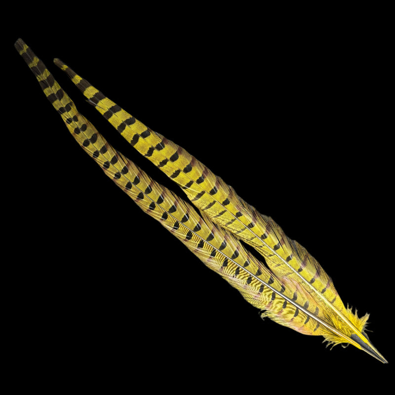 Pheasant tail feathers in bright golden yellow with black dot bands and tips