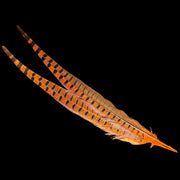 Pheasant tail feathers in orange with black checkered dot bands and tips